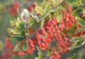 European Barberry - Berberis vulgaris