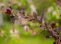 European barberry Berberis vulgaris var. atro-purpurea