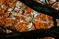 A European Barn Owl flies out from a tree with autumnal colours in the background