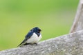 European barn swallow Royalty Free Stock Photo