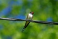 European barn swallow sitting on electric cable