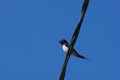 European barn swallow sitting on electric cable