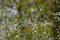 European barn swallow sitting on electric cable