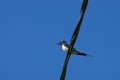 European barn swallow sitting on electric cable