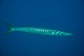 European barracuda. Royalty Free Stock Photo