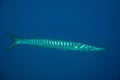 European barracuda. Royalty Free Stock Photo