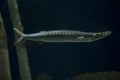 European barracuda, Mediterranean barracuda Sphyraena sphyraena. Royalty Free Stock Photo