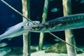 European Barracuda swimming in an aquarium Royalty Free Stock Photo