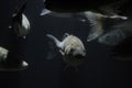 European bass (Dicentrarchus labrax) Croatia Adriatic sea underwater