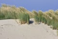 European beachgrass in Ameland dunes, Holland Royalty Free Stock Photo