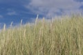 European beachgrass, Ammophila arenaria Royalty Free Stock Photo