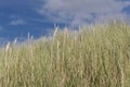 European beachgrass, Ammophila arenaria Royalty Free Stock Photo