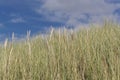 European beachgrass, Ammophila arenaria Royalty Free Stock Photo