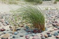 Coastel plant European beachgrass Royalty Free Stock Photo