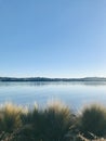 European beachgrass beside the sea at Kiwi Esplanade, Mangere Bridge, Auckland. Royalty Free Stock Photo