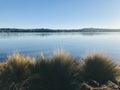 European beachgrass beside the sea at Kiwi Esplanade, Mangere Bridge, Auckland, New Zealand. Royalty Free Stock Photo