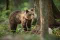 European Bear in green woodland