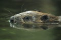 European beaver