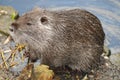 Nutria (Myocastor Coypus) at the shore of a river in France. Royalty Free Stock Photo
