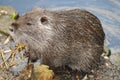 Nutria (Myocastor Coypus) at the shore of a river in France.