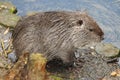 European Beaver