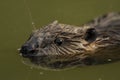 European Beaver (Castor fiber)