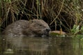 European Beaver (Castor fiber)