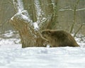 European beaver ( Castor fiber )