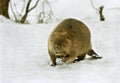 European beaver ( Castor fiber )