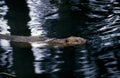 European Beaver, castor fiber, Adult Swimming in Water