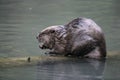 European beaver, Castor fiber