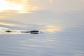 European beaver Castor fiber swimming in calm water Royalty Free Stock Photo