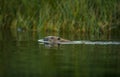 European Beaver, Castor fiber, swimming in a river Royalty Free Stock Photo