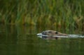 European Beaver, Castor fiber, swimming in a river Royalty Free Stock Photo