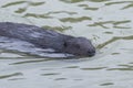 European beaver, Castor fiber, swimming in winter river, close-up portrait, selective focus Royalty Free Stock Photo