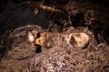 European beaver, Castor fiber, wild animal swimming in clear water in aquarium. Royalty Free Stock Photo