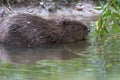 European Beaver Eurasian Castor Fiber Portrait River