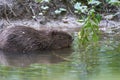 European Beaver Eurasian Castor Fiber Portrait River