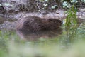 European Beaver Eurasian Castor Fiber Portrait River