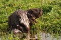 European beaver