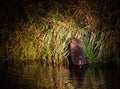 European Beaver at Narew river nighttime