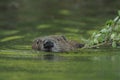 European Beaver