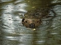 European beaver with swimming with river Royalty Free Stock Photo