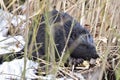 European beaver