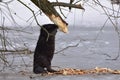 European beaver