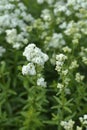 European bedstraw