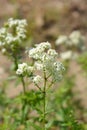 European bedstraw