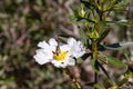 European bee, Apis mellifera, over White rockrose flower in Mediterranean spring, Cistus salviifolius, common names sage-leaved