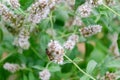 European bee collecting pollen on mint flower. Bee on flower close up Royalty Free Stock Photo