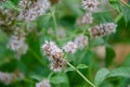 European bee collecting pollen on mint flower. Bee on flower close up Royalty Free Stock Photo